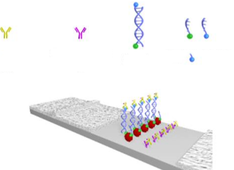 Phospho Flow